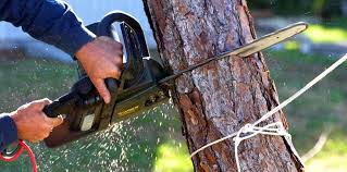 Best Soil Testing and Treatment  in Hudson Bend, TX