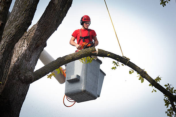 Best Tree Preservation Services  in Hudson Bend, TX