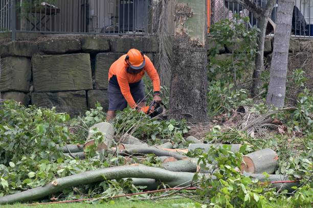 Best Tree Maintenance Programs  in Hudson Bend, TX