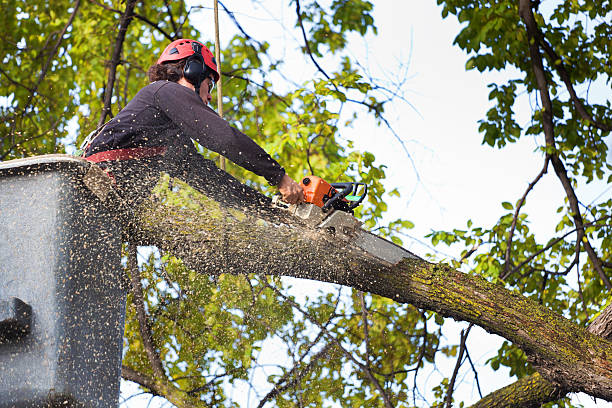Best Pest Control for Lawns  in Hudson Bend, TX